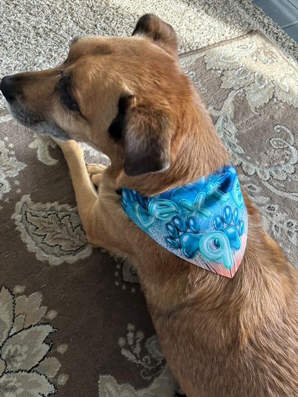 Sunset Birthday Bandana Collar S