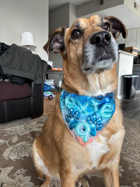 Sunset Birthday Bandana Collar S
